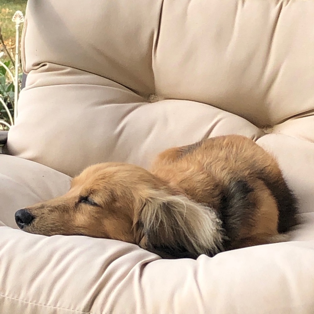 Make an offer...for anything except my wiener dog!